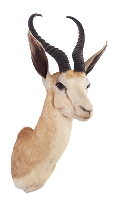 Lot 196 - Taxidermy: South African Springbok (Antidorcas...