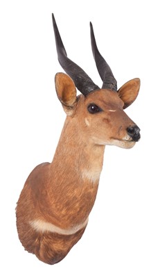 Lot 197 - Taxidermy: Cape Bushbuck (Tragelaphus...