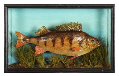 Lot 152 - Taxidermy: A Cased Perch (Perca fluviatilis),...