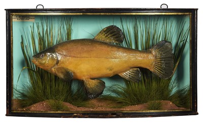 Lot 153 - Taxidermy: A Cased Tench (Tinca tinca), by...