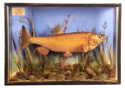 Lot 156 - Taxidermy: A Cased Chub (Squalius cephalus),...