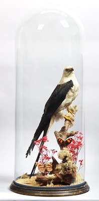 Lot 127 - Taxidermy: A Late Victorian Swallow-tailed...