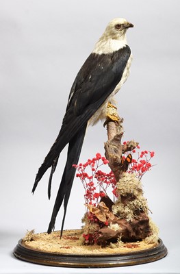 Lot 127 - Taxidermy: A Late Victorian Swallow-tailed...