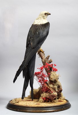 Lot 127 - Taxidermy: A Late Victorian Swallow-tailed...