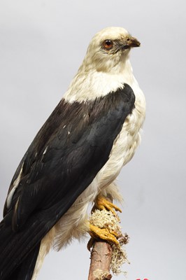 Lot 127 - Taxidermy: A Late Victorian Swallow-tailed...