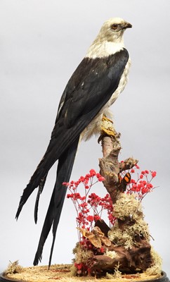 Lot 127 - Taxidermy: A Late Victorian Swallow-tailed...