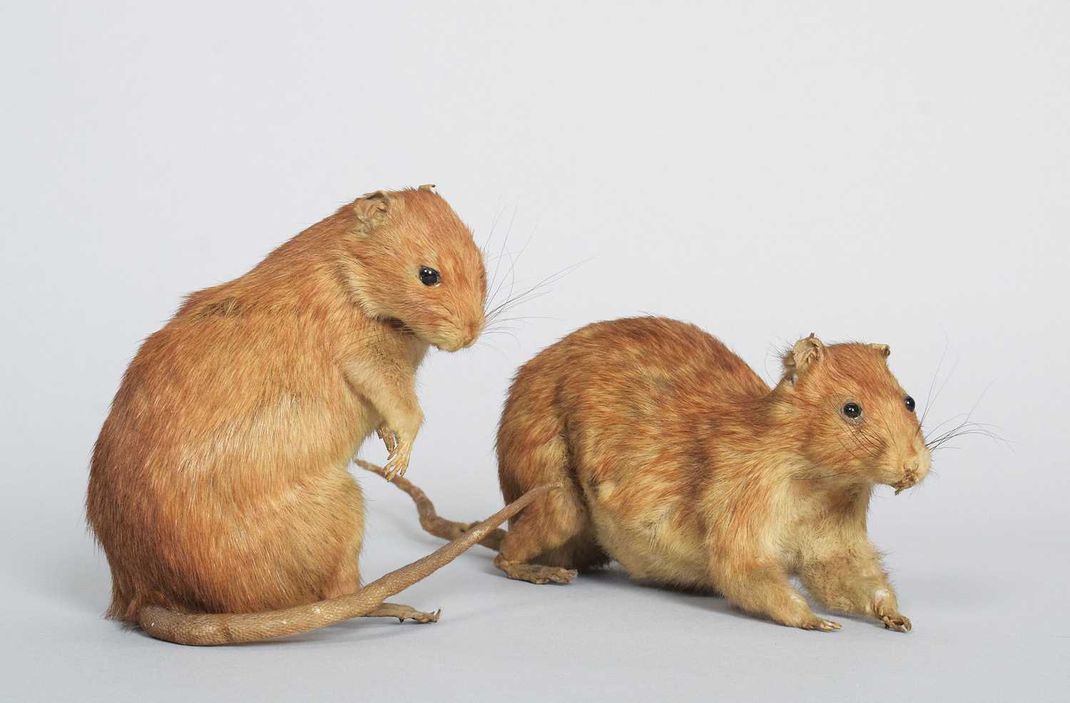 Victorian Rats Lot 58 - Taxidermy: A Pair of Victorian Brown Rats