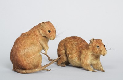 Lot 58 - Taxidermy: A Pair of Victorian Brown Rats...