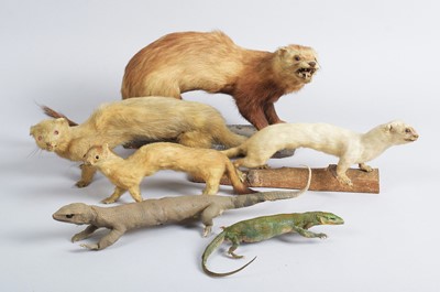 Lot 56 - Taxidermy: A Victorian Group of Animals and...