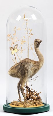 Lot 106 - Taxidermy: A Common Rhea Chick (Rhea...