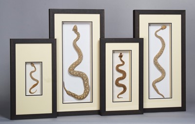 Lot 69 - Taxidermy: A Group of Four Wall Framed...