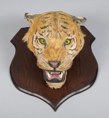 Lot 243 - Taxidermy: Bengal Tiger Head Mount (Panthera...