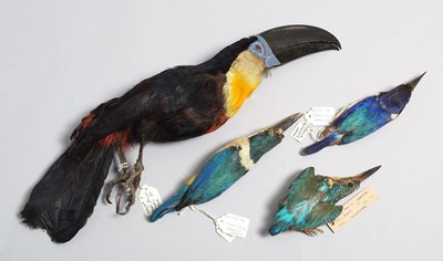 Lot 73 - Taxidermy: Channel-billed Toucan, European...