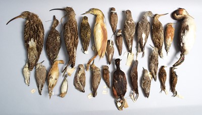 Lot 78 - Taxidermy: Twenty Six Various Estuary and...