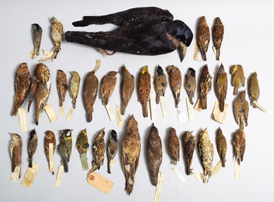 Lot 70 - Taxidermy: Thirty Six Various British Garden...