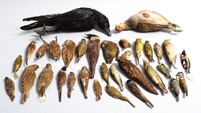 Lot 81 - Taxidermy: Thirty One Various British Garden...