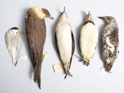 Lot 68 - Taxidermy: A Small Group of Seabird Study...