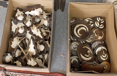 Lot 1106 - Antlers/Tusks: A Collection of Roebuck Antlers...