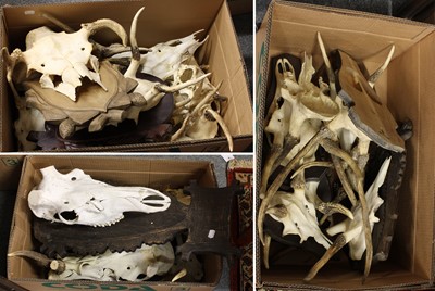 Lot 1108 - Antlers/Skulls: A Collection of Red Deer Skull...