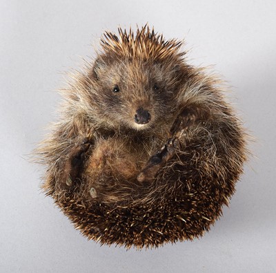 Lot 1295 - Taxidermy: European Hedgehog (Erinaceus...