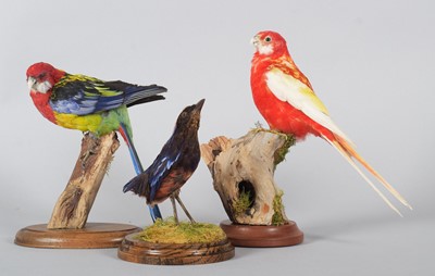 Lot 1307 - Taxidermy: Rubino Rosella, Eastern Rosella and...