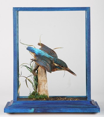 Lot 1311 - Taxidermy: A Cased European Kingfisher (Alcedo...