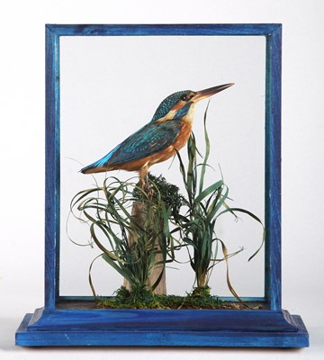 Lot 1345 - Taxidermy: A Cased European Kingfisher (Alcedo...