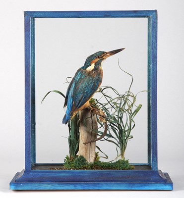 Lot 1175 - Taxidermy: A Cased European Kingfisher (Alcedo...