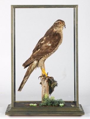 Lot 1304 - Taxidermy: A Cased European Sparrowhawk...