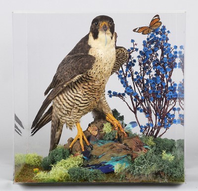 Lot 1298 - Taxidermy: A Cased Shaheen Falcon (Falco...