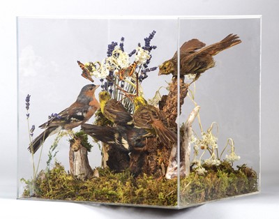 Lot 1289 - Taxidermy: A Cased Diorama of Chaffinches and...