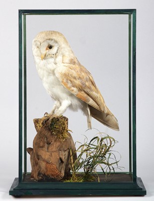 Lot 1316 - Taxidermy: A Cased Barn Owl (Tyto alba), circa...