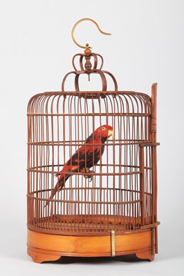 Lot 1319 - Taxidermy: A Caged Violet-necked Lory (Eos...