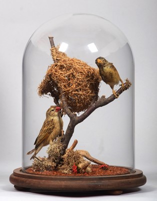 Lot 1338 - Taxidermy: A Pair of Red-billed Quelea or...