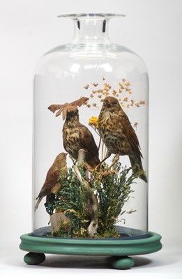 Lot 1326 - Taxidermy: A Pair of Song Thrushes and Linnet,...