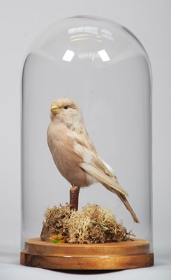 Lot 1340 - Taxidermy: A Rare Satinette Canary (Serinus...