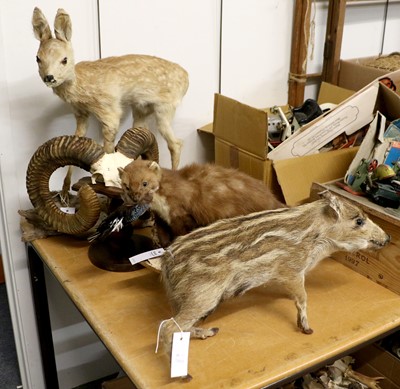 Lot 1292 - Taxidermy: Roebuck Fawn, Wild Boar Piglet,...