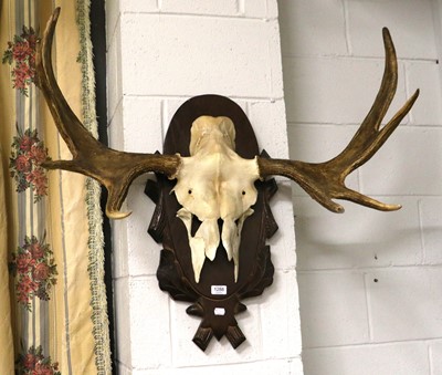 Lot 1288 - Antlers/Horns: A Set of European Moose Antlers...