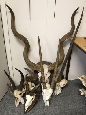 Lot 1320 - Antlers/Horns: A Group of African Game Trophy...