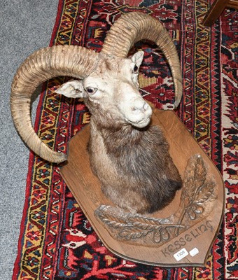 Lot 1309 - Taxidermy: European Mouflon (Ovis aries...