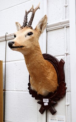 Lot 1306 - Taxidermy: European Roebuck (Capreolus...