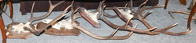 Lot 1310 - Antlers/Horns: Four Sets of Scottish Red Deer...