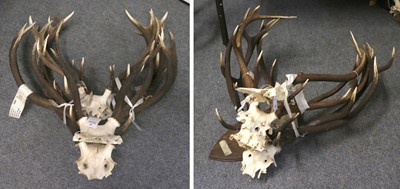 Lot 1291 - Antlers: Ten Sets of Red Deer Antlers (Cervus...