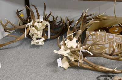 Lot 1321 - Antlers: Ten Sets of Red Deer Antlers (Cervus...