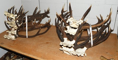 Lot 1167 - Antlers: Ten Sets of Red Deer Antlers (Cervus...