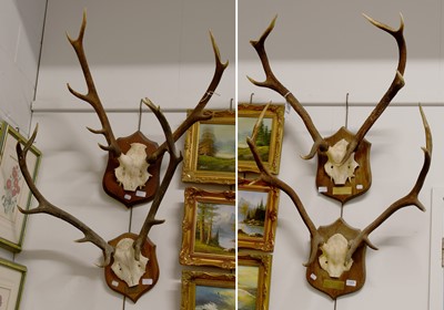 Lot 1325 - Antlers/Horns: Four Sets of Scottish Red Deer...