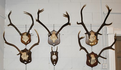 Lot 1166 - Antlers/Horns: Five Sets of Scottish Red Deer...