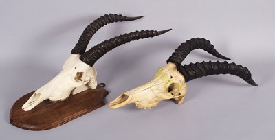 Lot 1330 - Antlers/Horns: A Set of Tiang and Topi Horns,...