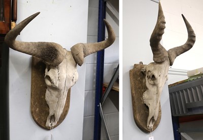 Lot 1317 - Antlers/Horns: Cape Red Hartebeest and Western...