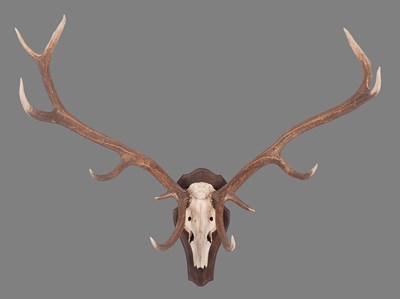 Lot Antlers/Horns: A Large Set of Caspian or Maral...